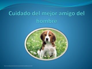 http://www.taringa.net/posts/mascotas/14021233/Fondos-de-pantalla-de-perros.html
 