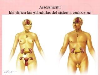 Assessment:
Identifica las glándulas del sistema endocrino
 