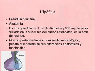 Hipófisis
• Glándula pituitaria.
• Anatomía
• Es una glándula de 1 cm de diámetro y 500 mg de peso,
  situada en la silla turca del hueso esfenoides, en la base
  del cráneo.
• Gran importancia tiene su desarrollo embriológico,
  puesto que determina sus diferencias anatómicas y
  funcionales.
 