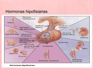 Hormonas hipofisiarias
 