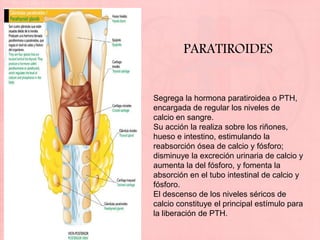 PARATIROIDES


Segrega la hormona paratiroidea o PTH,
encargada de regular los niveles de
calcio en sangre.
Su acción la realiza sobre los riñones,
hueso e intestino, estimulando la
reabsorción ósea de calcio y fósforo;
disminuye la excreción urinaria de calcio y
aumenta la del fósforo, y fomenta la
absorción en el tubo intestinal de calcio y
fósforo.
El descenso de los niveles séricos de
calcio constituye el principal estímulo para
la liberación de PTH.
 