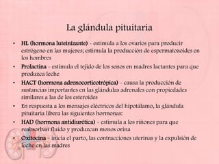 La glándula pituitaria
•   HL (hormona luteinizante) - estimula a los ovarios para producir
    estrógeno en las mujeres; estimula la producción de espermatozoides en
    los hombres
•   Prolactina - estimula el tejido de los senos en madres lactantes para que
    produzca leche
•   HACT (hormona adrenocorticotrópica) - causa la producción de
    sustancias importantes en las glándulas adrenales con propiedades
    similares a las de los esteroides
•   En respuesta a los mensajes eléctricos del hipotálamo, la glándula
    pituitaria libera las siguientes hormonas:
•   HAD (hormona antidiurética) - estimula a los riñones para que
    reabsorban fluido y produzcan menos orina
•   Oxitocina - inicia el parto, las contracciones uterinas y la expulsión de
    leche en las madres
 
