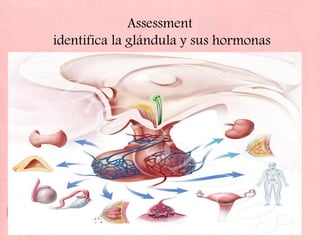 Assessment
identifica la glándula y sus hormonas
 
