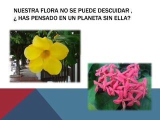 NUESTRA FLORA NO SE PUEDE DESCUIDAR ,
¿ HAS PENSADO EN UN PLANETA SIN ELLA?
 