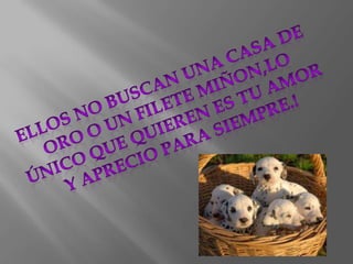 Ellos no buscan una casa de oro o un filete miñon,lo único que quieren es tu amor y aprecio para siempre.!