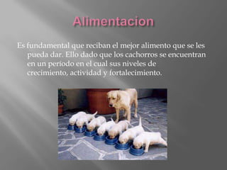 AlimentacionEs fundamental que reciban el mejor alimento que se les pueda dar. Ello dado que los cachorros se encuentran en un período en el cual sus niveles de crecimiento, actividad y fortalecimiento.