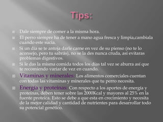 Tips:Dale siempre de comer a la misma hora.El perro siempre ha de tener a mano agua fresca y limpia,cambiala cuando este sucia.Si un día se te antoja darle carne en vez de su pienso (no te lo aconsejo, pero tu sabrás), no se la des nunca cruda, así evitaras problemas digestivos.Si le das la misma comida todos los días tal vez se aburra así que te recomiendo variar de vez en cuando.Vitaminas y minerales: Los alimentos comerciales cuentan con todas las vitaminas y minerales que tu perro necesita.Energía y proteínas:Con respecto a los aportes de energía y proteínas, deben tener sobre las 2000Kcal y mayores al 25% en la fuente proteica. Esto se debe a que esta en crecimiento y necesita de la mejor calidad y cantidad de nutrientes para desarrollar todo su potencial genético.