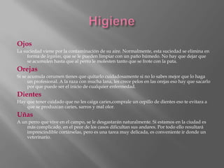 HigieneOjosLa suciedad viene por la contaminación de su aire. Normalmente, esta suciedad se elimina en forma de legañas, que se le pueden limpiar con un paño húmedo. No hay que dejar que se acumulen hasta que al perro le molesten tanto que se frote con la pata.OrejasSi se acumula cerumen tienes que quitarlo cuidadosamente si no lo sabes mejor que lo haga un profesional. A la raza con mucha lana, les crece pelos en las orejas eso hay que sacarlo  por que puede ser el inicio de cualquier enfermedad.DientesHay que tener cuidado que no les caiga caries,comprale un cepillo de dientes eso te evitara a que se produzcan caries, sarros y mal olor.UñasA un perro que vive en el campo, se le desgastarán naturalmente. Si estamos en la ciudad es más complicado. en el peor de los casos dificultan sus andares. Por todo ello resultará imprescindible cortárselas, pero es una tarea muy delicada, es conveniente ir donde un veterinario.