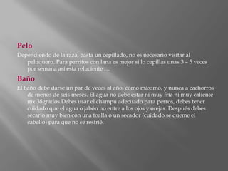 PeloDependiendo de la raza, basta un cepillado, no es necesario visitar al peluquero. Para perritos con lana es mejor si lo cepillas unas 3 – 5 veces por semana así esta reluciente …BañoEl baño debe darse un par de veces al año, como máximo, y nunca a cachorros de menos de seis meses. El agua no debe estar ni muy fría ni muy caliente mx.38grados.Debes usar el champú adecuado para perros, debes tener cuidado que el agua o jabón no entre a los ojos y orejas. Después debes secarlo muy bien con una toalla o un secador (cuidado se queme el cabello) para que no se resfrié.