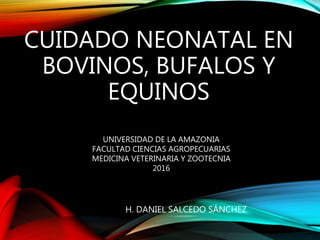 CUIDADO NEONATAL EN
BOVINOS, BUFALOS Y
EQUINOS
H. DANIEL SALCEDO SÁNCHEZ
UNIVERSIDAD DE LA AMAZONIA
FACULTAD CIENCIAS AGROPECUARIAS
MEDICINA VETERINARIA Y ZOOTECNIA
2016
 