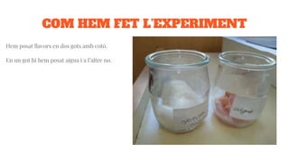 COM HEM FET L’EXPERIMENT
Hem posat llavors en dos gots amb cotó.
En un got hi hem posat aigua i a l’altre no.
 