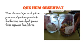 QUÈ HEM OBSERVAT
Hem observat que en el got on
posàvem aigua han germinat
les llavors, i en el got que no
tenia aigua no han fet res.
 