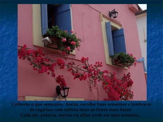 Colherás o que semeares. Assim, escolhe boas sementes e lembra-te
de regá-las; com certeza terás as flores mais belas.
Cada ato, palavra, sorriso ou olhar pode ser uma semente...
 