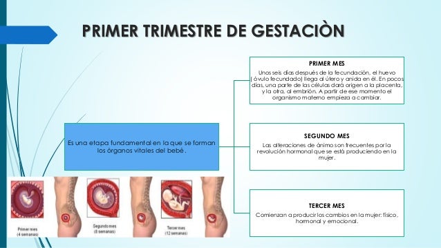 alimentaci n para embarazadas primer trimestre cuidados de enfermeria en el 1er trimestre de embarazo alimentaci n para embarazadas primer trimestre cuidados de enfermeria en el 1er trimestre de embarazo