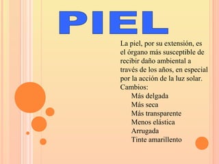 La piel, por su extensión, es
el órgano más susceptible de
recibir daño ambiental a
través de los años, en especial
por la acción de la luz solar.
Cambios:
Más delgada
Más seca
Más transparente
Menos elástica
Arrugada
Tinte amarillento
 