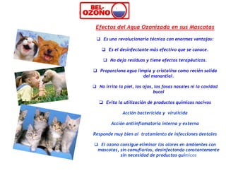 Efectos del Agua Ozonizada en sus Mascotas

  Es una revolucionaria técnica con enormes ventajas:

     Es el desinfectante más efectivo que se conoce.

      No deja residuos y tiene efectos terapéuticos.

 Proporciona agua limpia y cristalina como recién salida
                      del manantial.

 No irrita la piel, los ojos, las fosas nasales ni la cavidad
                              bucal

    Evita la utilización de productos químicos nocivos

              Acción bactericida y virulicida

         Acción antiinflamatoria interna y externa

Responde muy bien al tratamiento de infecciones dentales

 El ozono consigue eliminar los olores en ambientes con
 mascotas, sin camuflarlos, desinfectando constantemente
           sin necesidad de productos químicos
 