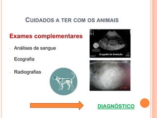 CUIDADOS A TER COM OS ANIMAIS

Exames complementares
-   Análises de sangue

-   Ecografia

-   Radiografias




                              DIAGNÓSTICO
 