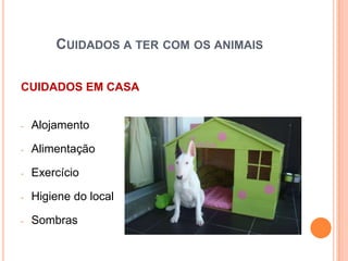 CUIDADOS A TER COM OS ANIMAIS

CUIDADOS EM CASA


-   Alojamento

-   Alimentação

-   Exercício

-   Higiene do local

-   Sombras
 