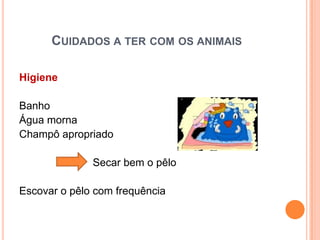 CUIDADOS A TER COM OS ANIMAIS

Higiene

Banho
Água morna
Champô apropriado

              Secar bem o pêlo

Escovar o pêlo com frequência
 