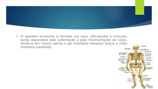  O aparelho locomotor é formado por ossos, articulações e músculos,
sendo responsável pela sustentação e pela movimentação do corpo.
Divide-se em: tronco; pernas e pés (membros inferiores); braços e mãos
(membros superiores).
 