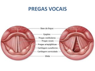 PREGAS VOCAIS
 