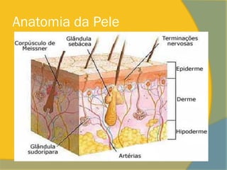 Anatomia da Pele
 