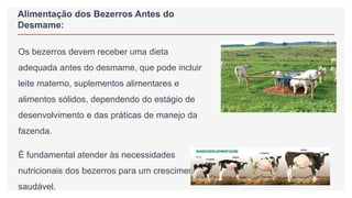 Alimentação dos Bezerros Antes do
Desmame:
Os bezerros devem receber uma dieta
adequada antes do desmame, que pode incluir
leite materno, suplementos alimentares e
alimentos sólidos, dependendo do estágio de
desenvolvimento e das práticas de manejo da
fazenda.
É fundamental atender às necessidades
nutricionais dos bezerros para um crescimento
saudável.
 