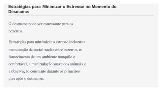Estratégias para Minimizar o Estresse no Momento do
Desmame:
O desmame pode ser estressante para os
bezerros.
Estratégias para minimizar o estresse incluem a
manutenção da socialização entre bezerros, o
fornecimento de um ambiente tranquilo e
confortável, a manipulação suave dos animais e
a observação constante durante os primeiros
dias após o desmame.
 