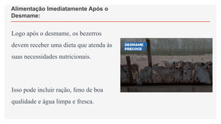 Alimentação Imediatamente Após o
Desmame:
Logo após o desmame, os bezerros
devem receber uma dieta que atenda às
suas necessidades nutricionais.
Isso pode incluir ração, feno de boa
qualidade e água limpa e fresca.
 