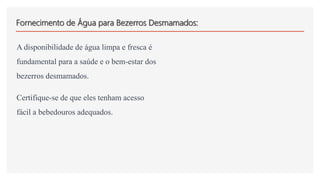 Fornecimento de Água para Bezerros Desmamados:
A disponibilidade de água limpa e fresca é
fundamental para a saúde e o bem-estar dos
bezerros desmamados.
Certifique-se de que eles tenham acesso
fácil a bebedouros adequados.
 