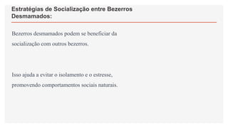 Estratégias de Socialização entre Bezerros
Desmamados:
Bezerros desmamados podem se beneficiar da
socialização com outros bezerros.
Isso ajuda a evitar o isolamento e o estresse,
promovendo comportamentos sociais naturais.
 