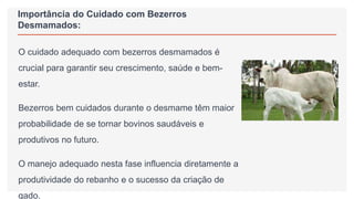 Importância do Cuidado com Bezerros
Desmamados:
O cuidado adequado com bezerros desmamados é
crucial para garantir seu crescimento, saúde e bem-
estar.
Bezerros bem cuidados durante o desmame têm maior
probabilidade de se tornar bovinos saudáveis e
produtivos no futuro.
O manejo adequado nesta fase influencia diretamente a
produtividade do rebanho e o sucesso da criação de
gado.
 