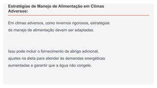 Estratégias de Manejo de Alimentação em Climas
Adversos:
Em climas adversos, como invernos rigorosos, estratégias
de manejo de alimentação devem ser adaptadas.
Isso pode incluir o fornecimento de abrigo adicional,
ajustes na dieta para atender às demandas energéticas
aumentadas e garantir que a água não congele.
 