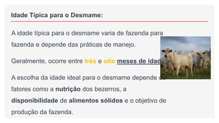 Idade Típica para o Desmame:
A idade típica para o desmame varia de fazenda para
fazenda e depende das práticas de manejo.
Geralmente, ocorre entre três e oito meses de idade.
A escolha da idade ideal para o desmame depende de
fatores como a nutrição dos bezerros, a
disponibilidade de alimentos sólidos e o objetivo de
produção da fazenda.
 