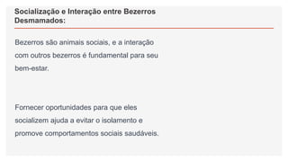 Socialização e Interação entre Bezerros
Desmamados:
Bezerros são animais sociais, e a interação
com outros bezerros é fundamental para seu
bem-estar.
Fornecer oportunidades para que eles
socializem ajuda a evitar o isolamento e
promove comportamentos sociais saudáveis.
 