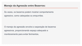 Manejo da Agressão entre Bezerros:
Às vezes, os bezerros podem mostrar comportamento
agressivo, como cabeçadas ou empurrões.
O manejo da agressão envolve a separação de bezerros
agressivos, proporcionando espaço adequado e
monitoramento para evitar ferimentos.
 