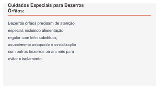 Cuidados Especiais para Bezerros
Órfãos:
Bezerros órfãos precisam de atenção
especial, incluindo alimentação
regular com leite substituto,
aquecimento adequado e socialização
com outros bezerros ou animais para
evitar o isolamento.
 