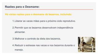 Razões para o Desmame:
Há várias razões para o desmame de bezerros, incluindo:
1.Liberar as vacas mães para o próximo ciclo reprodutivo.
2.Permitir que os bezerros desenvolvam independência
alimentar.
3.Melhorar o controle da dieta dos bezerros.
4.Reduzir o estresse nas vacas e nos bezerros durante o
manejo.
 