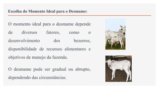 Escolha do Momento Ideal para o Desmame:
O momento ideal para o desmame depende
de diversos fatores, como o
desenvolvimento dos bezerros,
disponibilidade de recursos alimentares e
objetivos de manejo da fazenda.
O desmame pode ser gradual ou abrupto,
dependendo das circunstâncias.
 