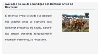 Avaliação da Saúde e Condição dos Bezerros Antes do
Desmame:
É essencial avaliar a saúde e a condição
dos bezerros antes do desmame para
identificar problemas de saúde, garantir
que estejam crescendo adequadamente
e fornecer tratamento, se necessário.
 