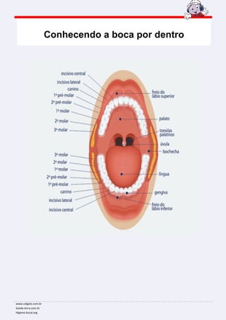 Conhecendo a boca por dentro




www.colgate.com.br
Saúde.terra.com.br
Higiene bucal.org
 