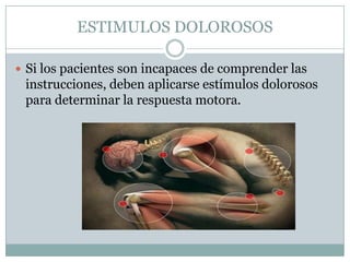 ESTIMULOS DOLOROSOS

 Si los pacientes son incapaces de comprender las
 instrucciones, deben aplicarse estímulos dolorosos
 para determinar la respuesta motora.
 