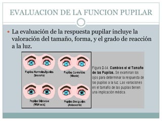 EVALUACION DE LA FUNCION PUPILAR

 La evaluación de la respuesta pupilar incluye la
 valoración del tamaño, forma, y el grado de reacción
 a la luz.
 