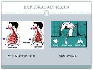EXPLORACION FISICA




PATRON RESPIRATORIO     SIGNOS VITALES
 