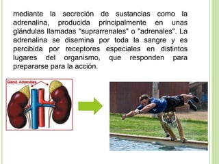 mediante la secreción de sustancias como la
adrenalina, producida principalmente en unas
glándulas llamadas "suprarrenales" o "adrenales". La
adrenalina se disemina por toda la sangre y es
percibida por receptores especiales en distintos
lugares del organismo, que responden para
prepararse para la acción.
 
