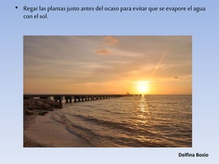 • Regar las plantas justo antes del ocaso para evitar que se evapore el agua
con el sol.
Delfina Bosio
 