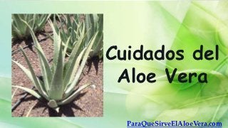 Cuidados del
 Aloe Vera

  ParaQueSirveElAloeVera.com
 