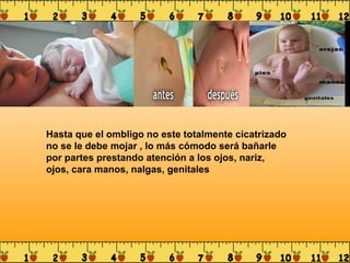 Hasta que el ombligo no este totalmente cicatrizado no se le debe mojar , lo más cómodo será bañarle por partes prestando atención a los ojos, nariz, ojos, cara manos, nalgas, genitales  