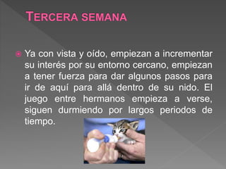  Ya con vista y oído, empiezan a incrementar
su interés por su entorno cercano, empiezan
a tener fuerza para dar algunos pasos para
ir de aquí para allá dentro de su nido. El
juego entre hermanos empieza a verse,
siguen durmiendo por largos periodos de
tiempo.
 