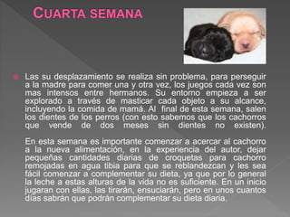  Las su desplazamiento se realiza sin problema, para perseguir
a la madre para comer una y otra vez, los juegos cada vez son
mas intensos entre hermanos. Su entorno empieza a ser
explorado a través de masticar cada objeto a su alcance,
incluyendo la comida de mamá. Al final de esta semana, salen
los dientes de los perros (con esto sabemos que los cachorros
que vende de dos meses sin dientes no existen).
En esta semana es importante comenzar a acercar al cachorro
a la nueva alimentación, en la experiencia del autor, dejar
pequeñas cantidades diarias de croquetas para cachorro
remojadas en agua tibia para que se reblandezcan y les sea
fácil comenzar a complementar su dieta, ya que por lo general
la leche a estas alturas de la vida no es suficiente. En un inicio
jugaran con ellas, las tirarán, ensuciarán, pero en unos cuantos
días sabrán que podrán complementar su dieta diaria.
 